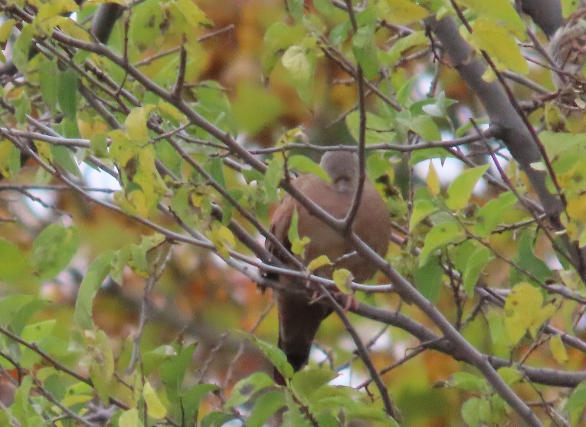 Ruddy Ground Dove - ML611247263