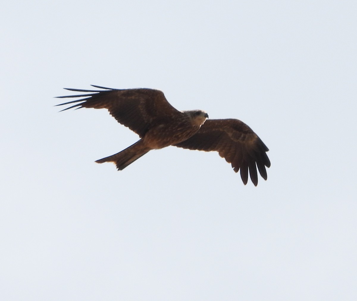 黑鳶 - ML611247498