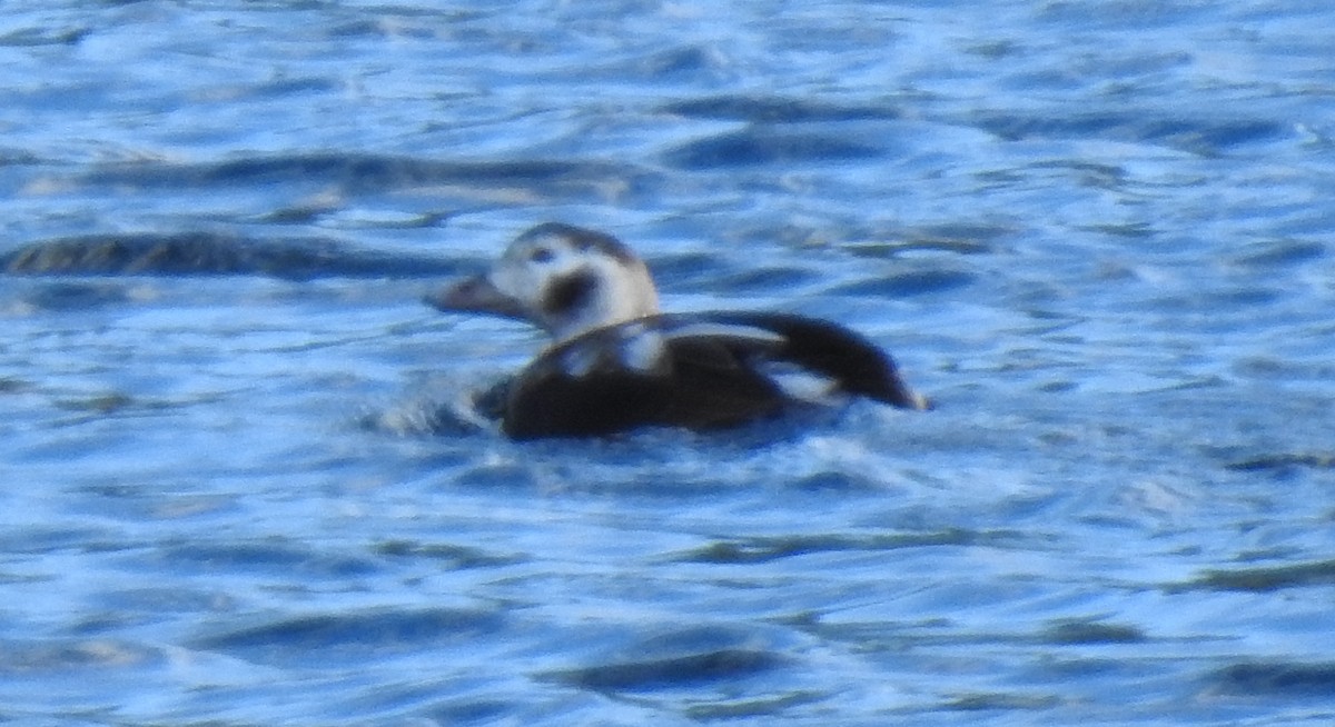 Long-tailed Duck - Pat Grantham