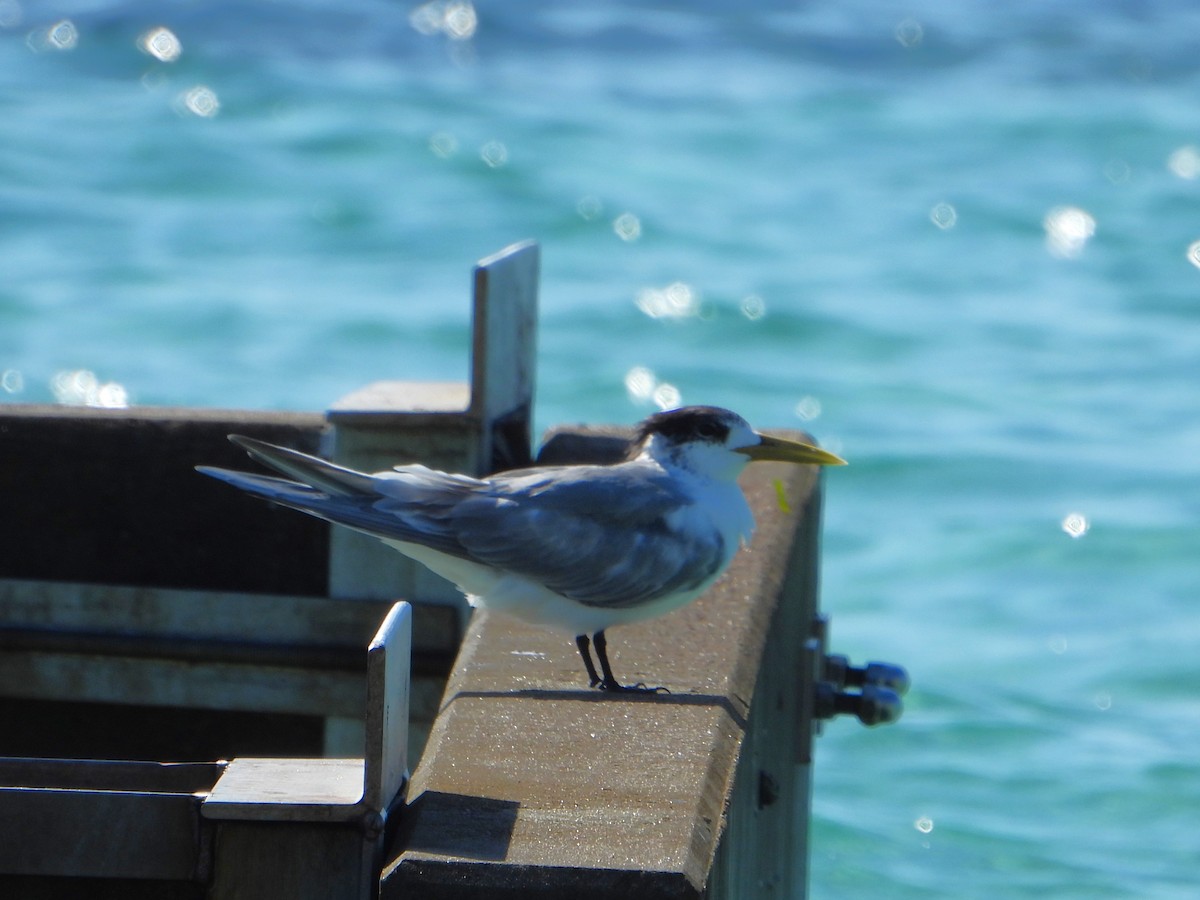 Great Crested Tern - ML611247712