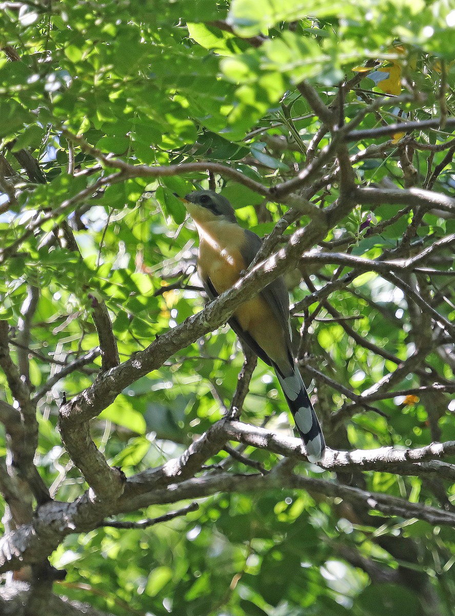 Mangrove Cuckoo - ML611247720