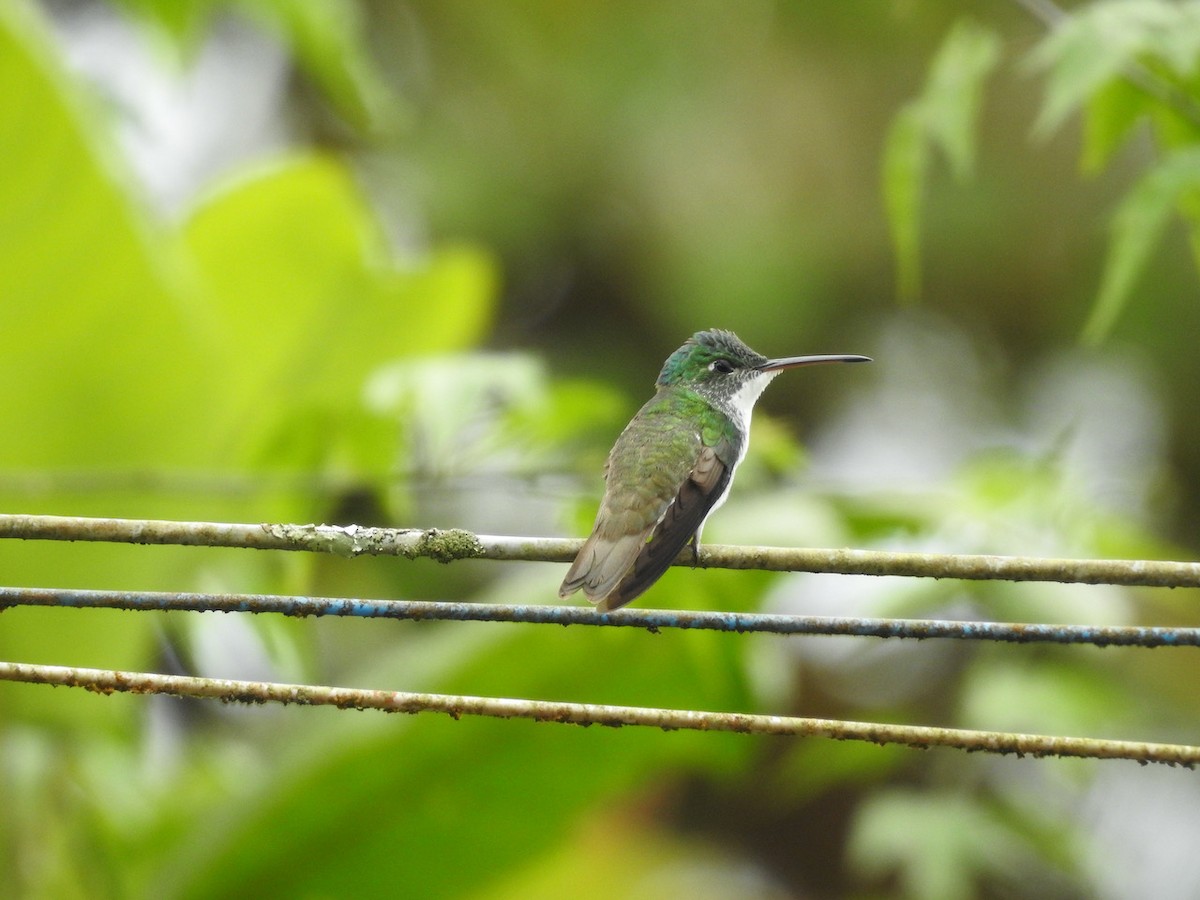 kolibřík andský - ML611247724