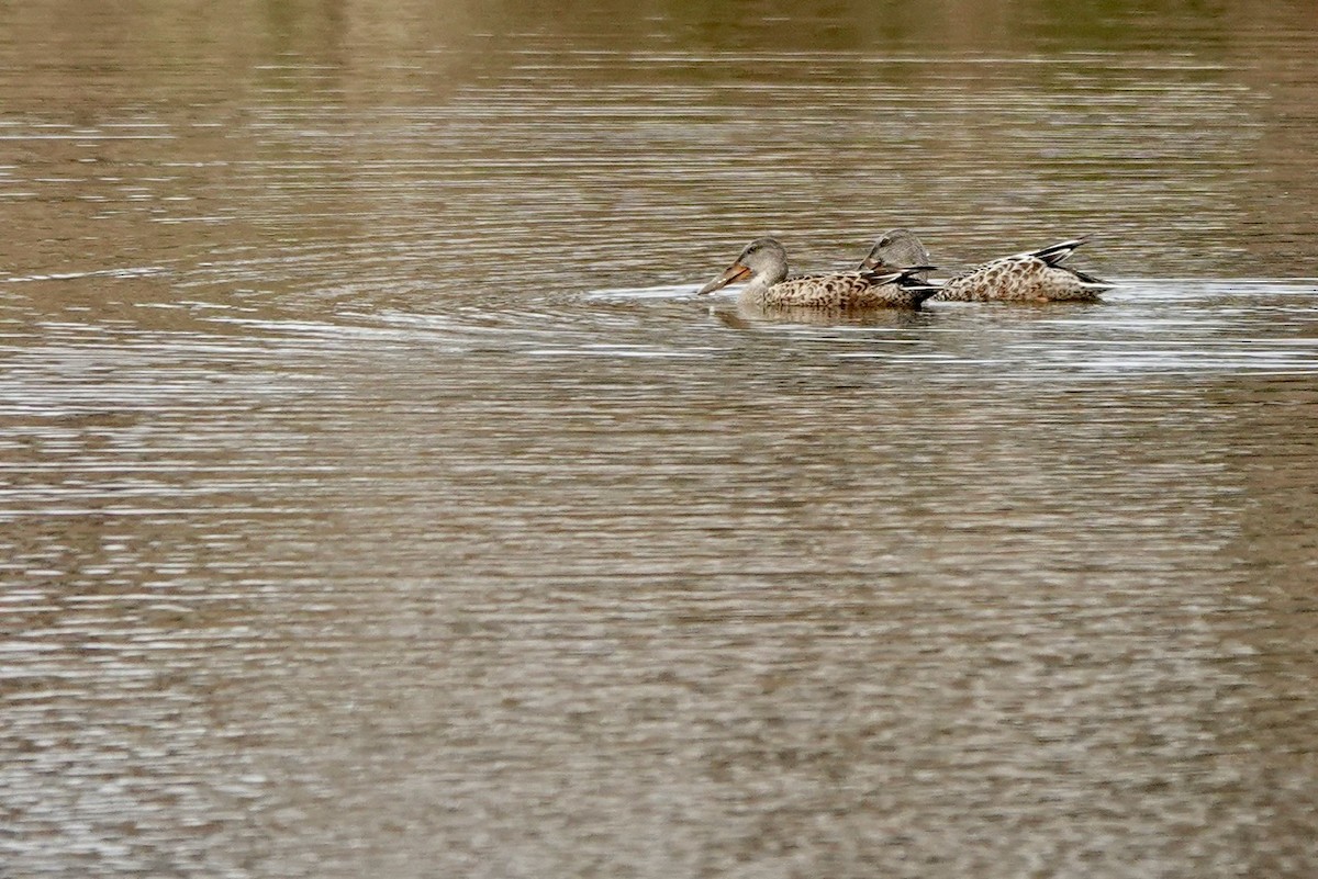 Northern Shoveler - ML611247757