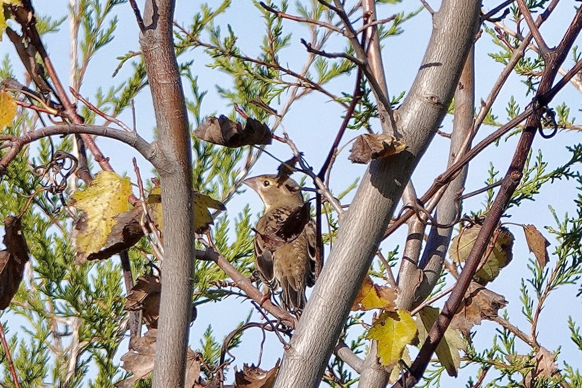 Dickcissel - ML611247774