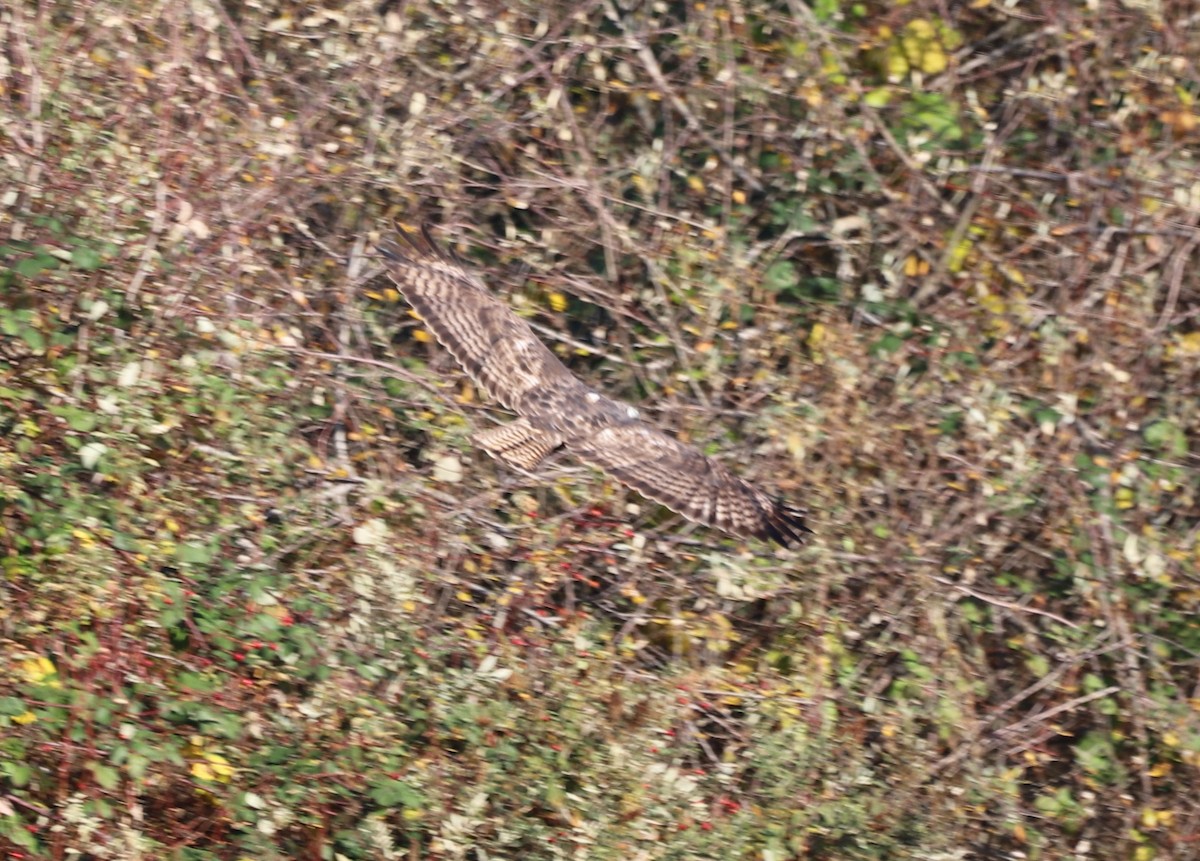 Red-tailed Hawk - ML611247842