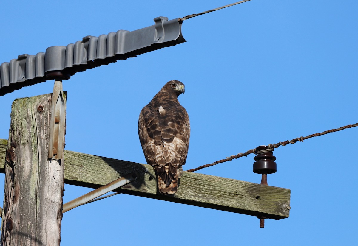 Red-tailed Hawk - ML611247844