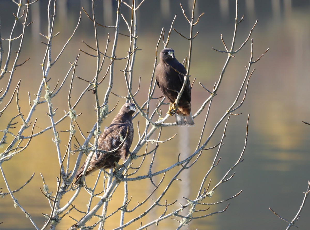 Red-tailed Hawk - ML611247846