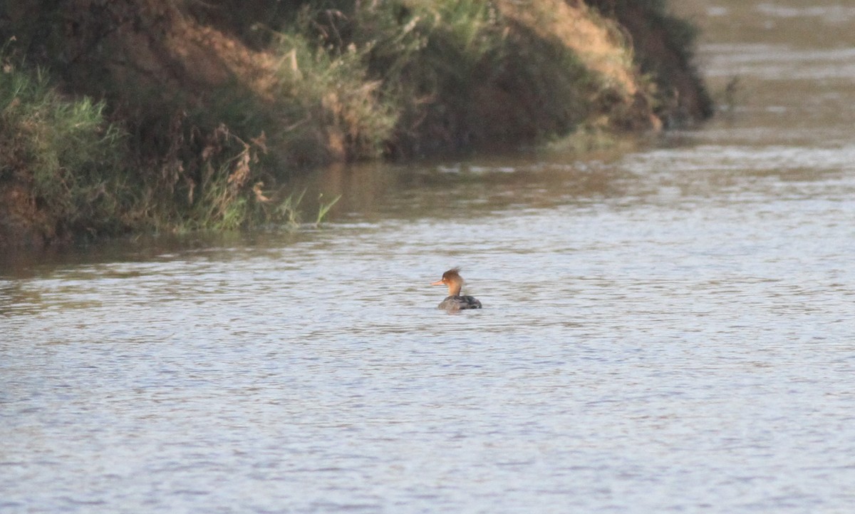 Red-breasted Merganser - ML611247939