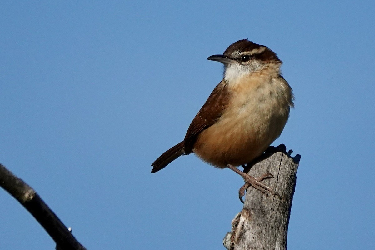 Carolina Wren - ML611247989