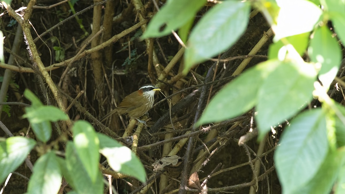 Streak-breasted Scimitar-Babbler - ML611248064