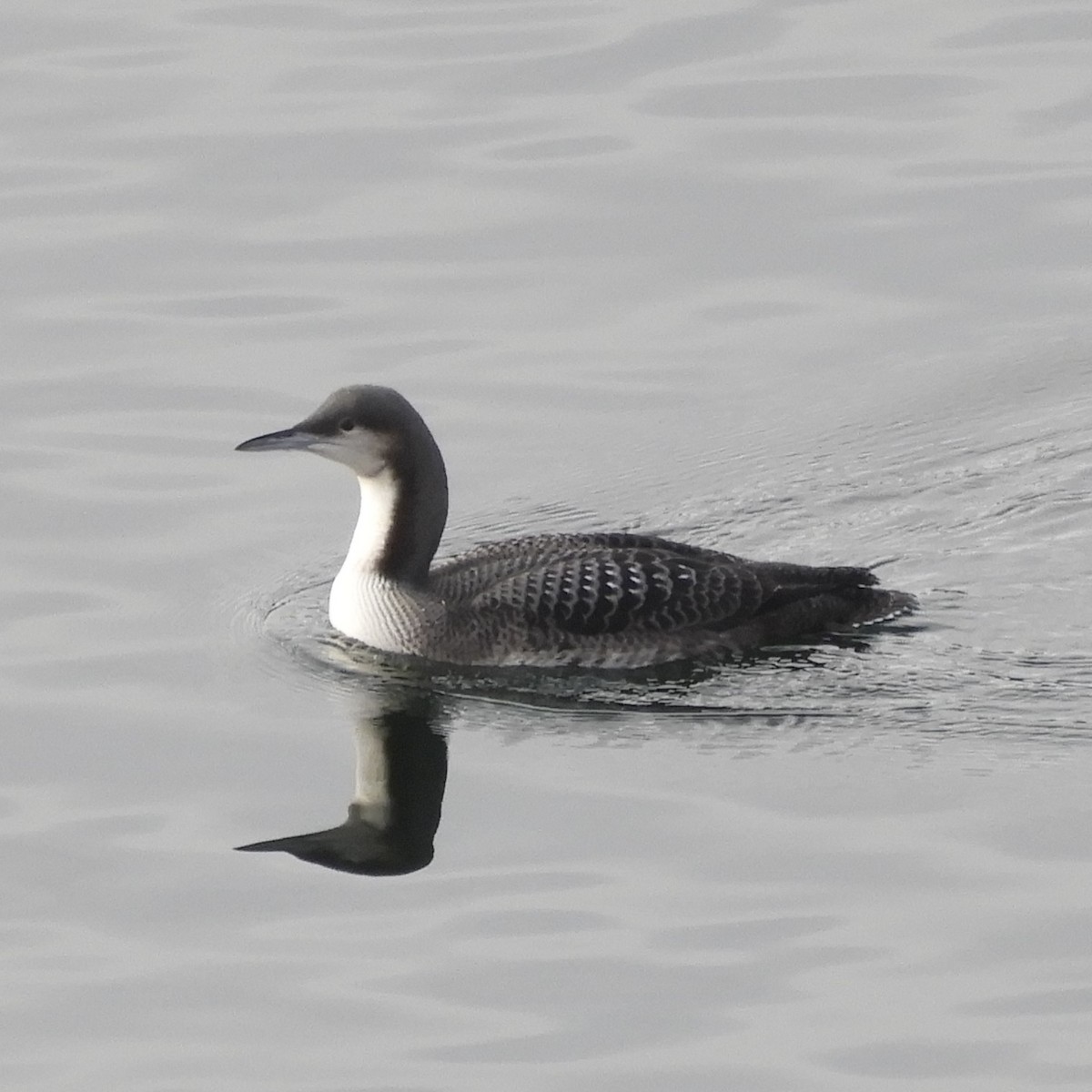 Pacific Loon - Dale Swanberg