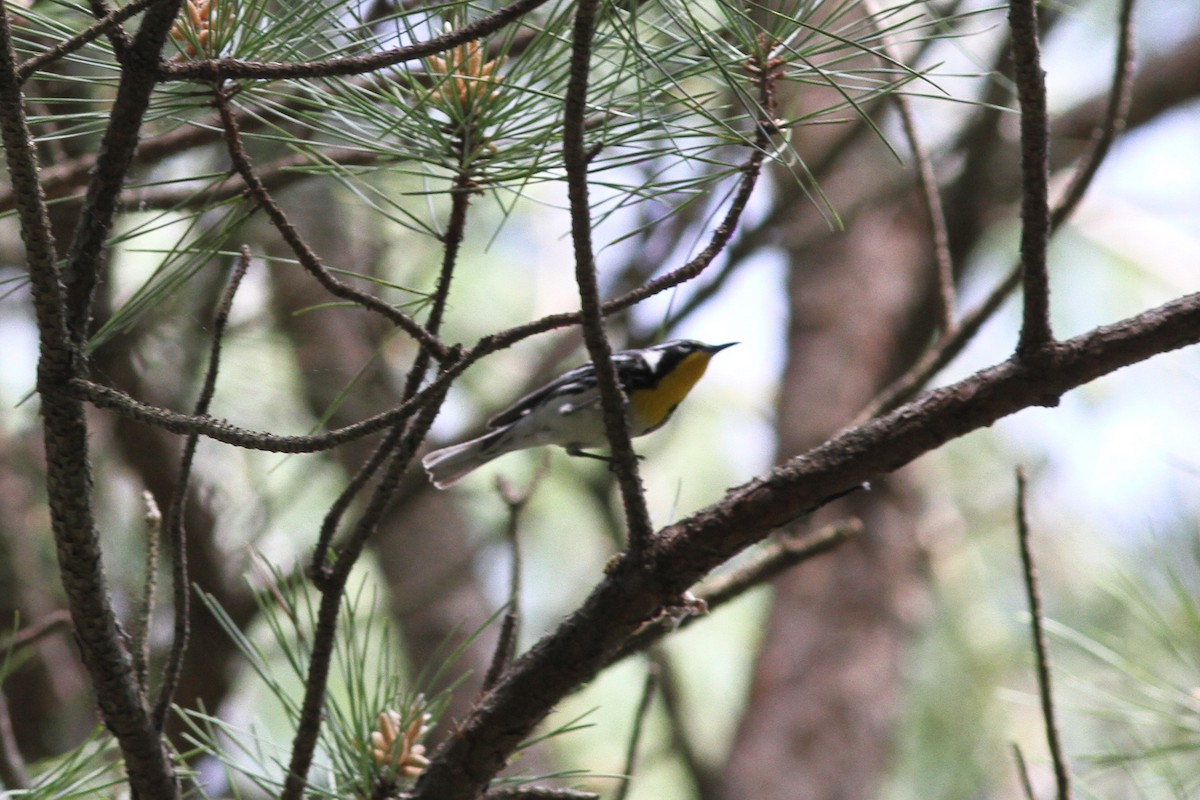 Yellow-throated Warbler - ML611248190