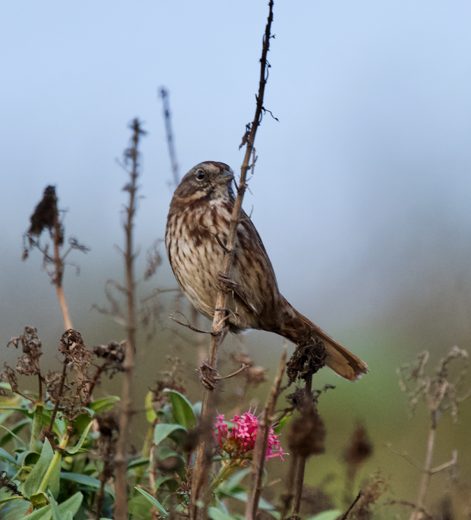 Song Sparrow (rufina Group) - ML611248305