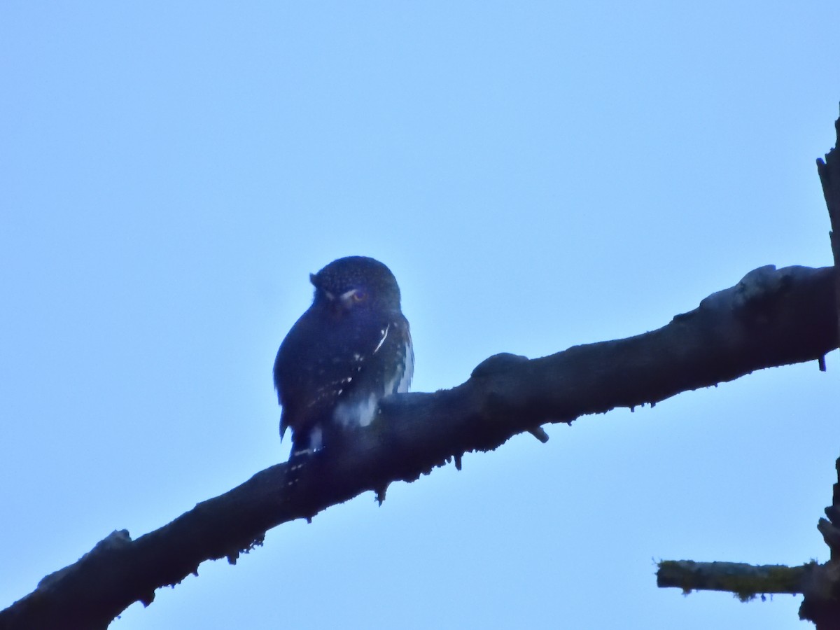 Northern Pygmy-Owl - ML611248379