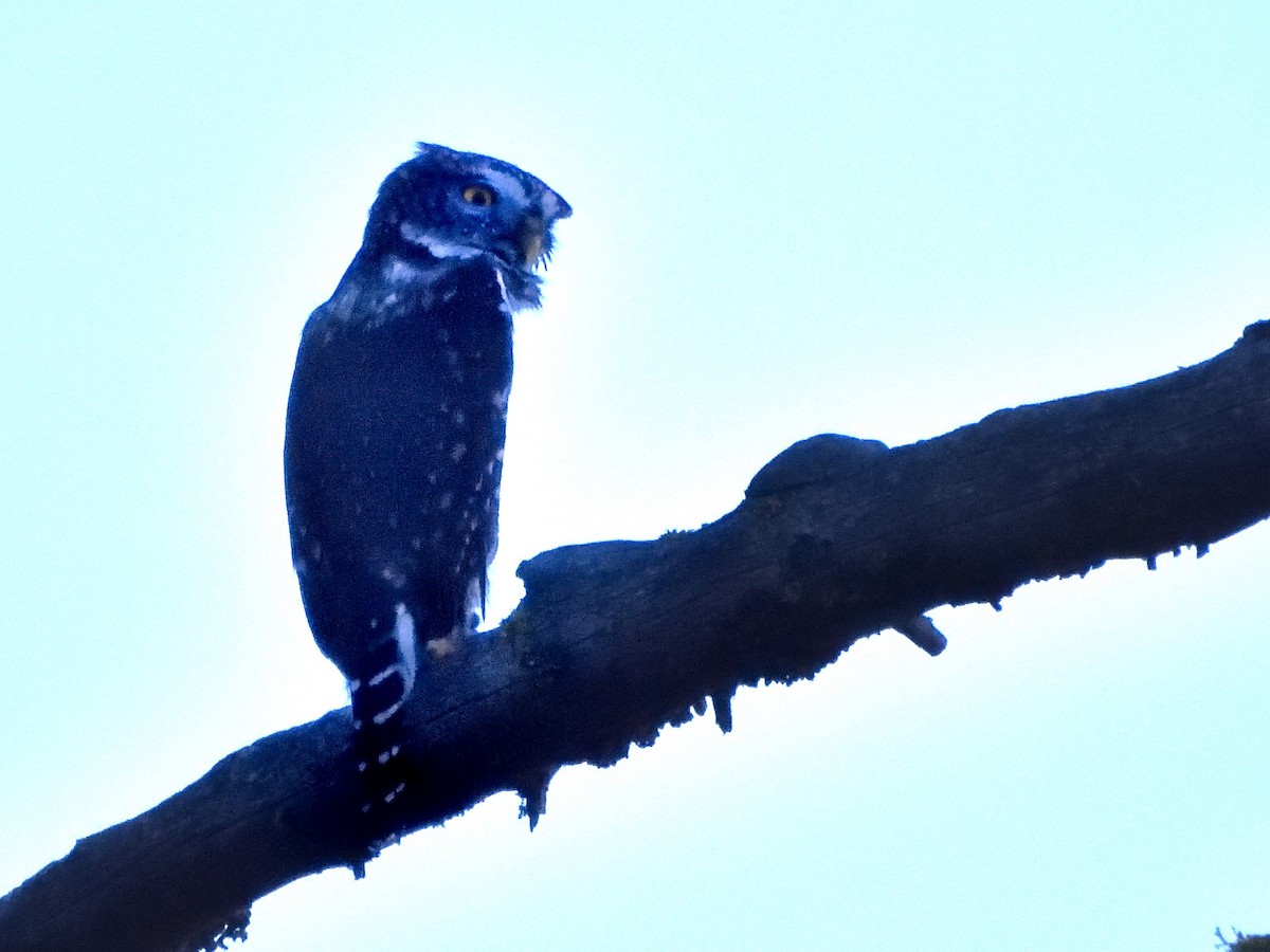 Northern Pygmy-Owl - ML611248380