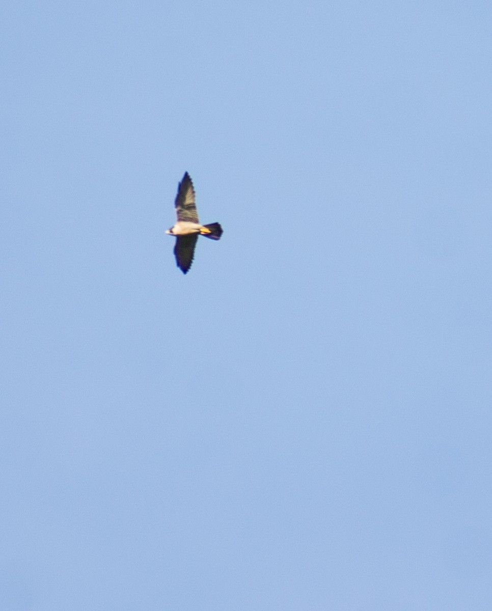 Peregrine Falcon - Adalberto Gonzalez