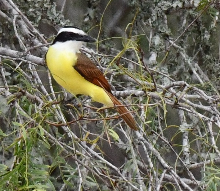 Great Kiskadee - ML611248500