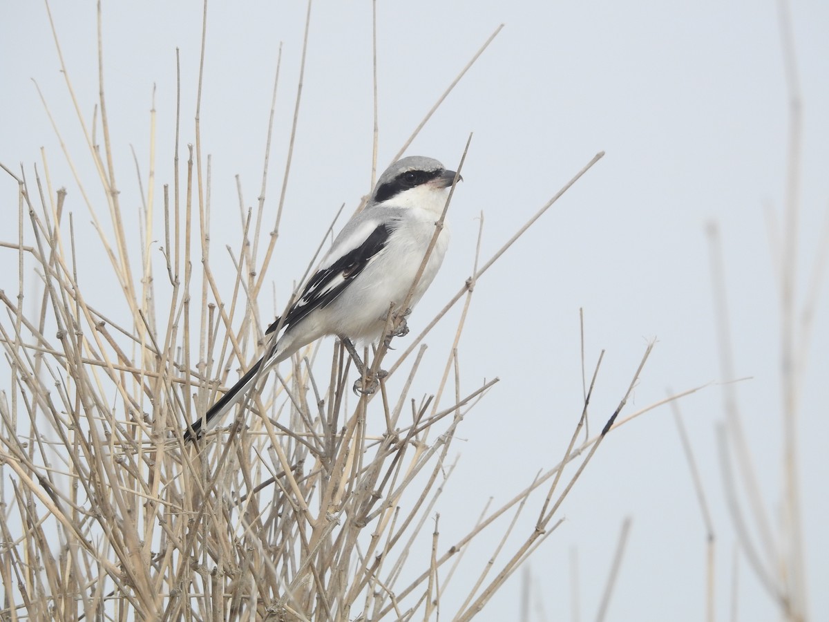 Great Gray Shrike - ML611248567