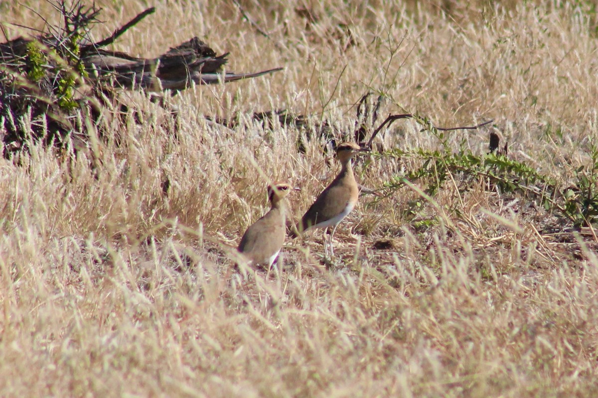 Temminck's Courser - ML611248570