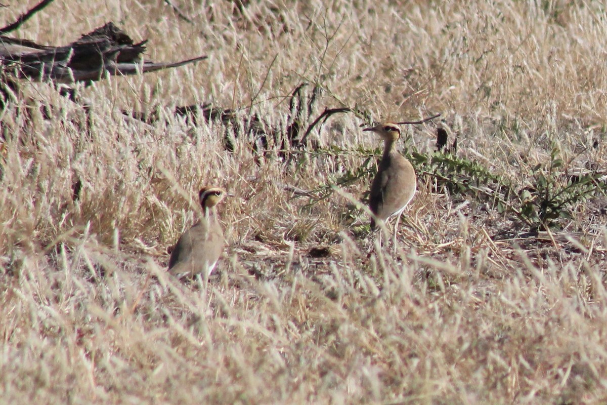 Temminck's Courser - ML611248571