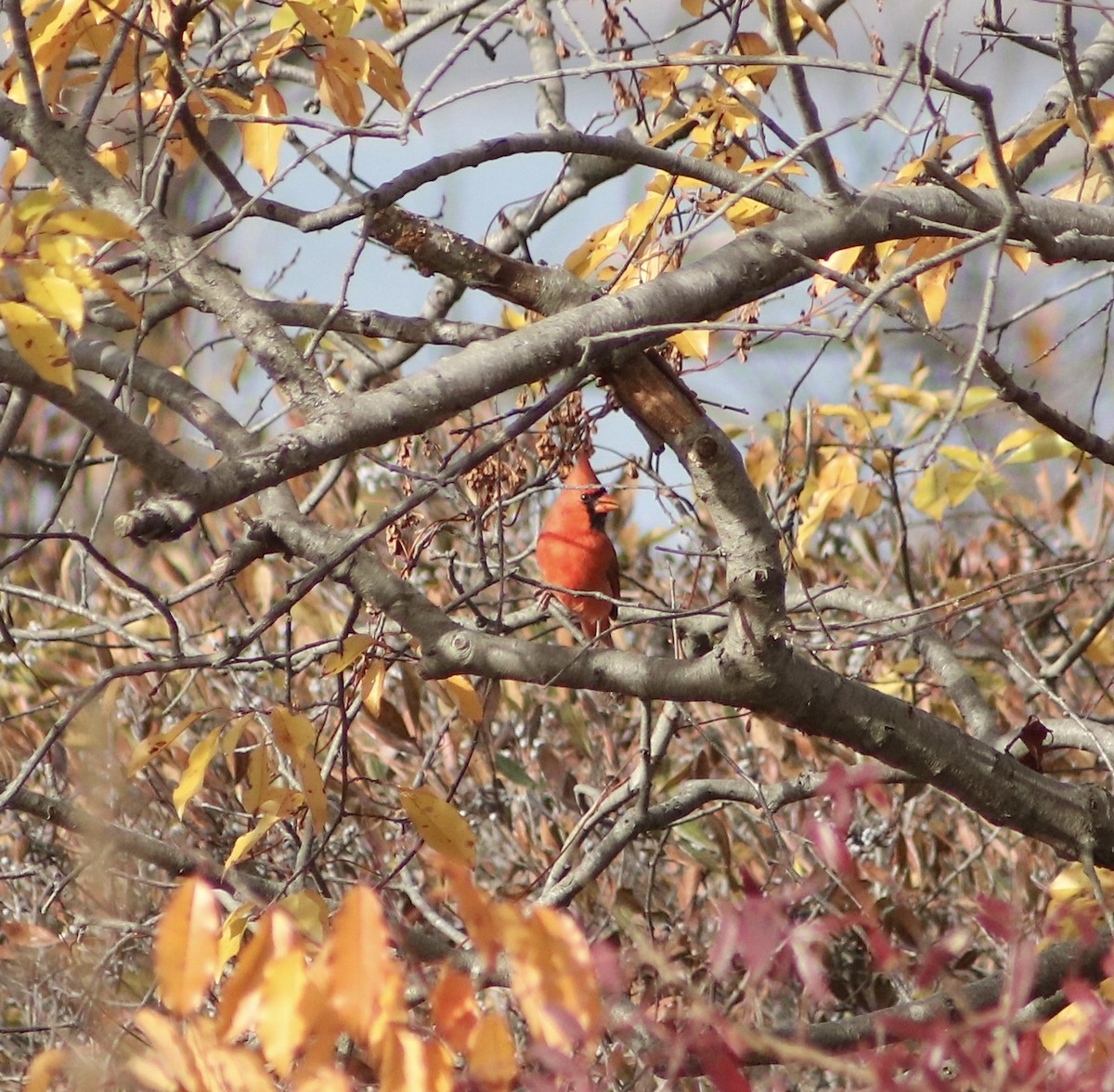 Cardinal rouge - ML611248603