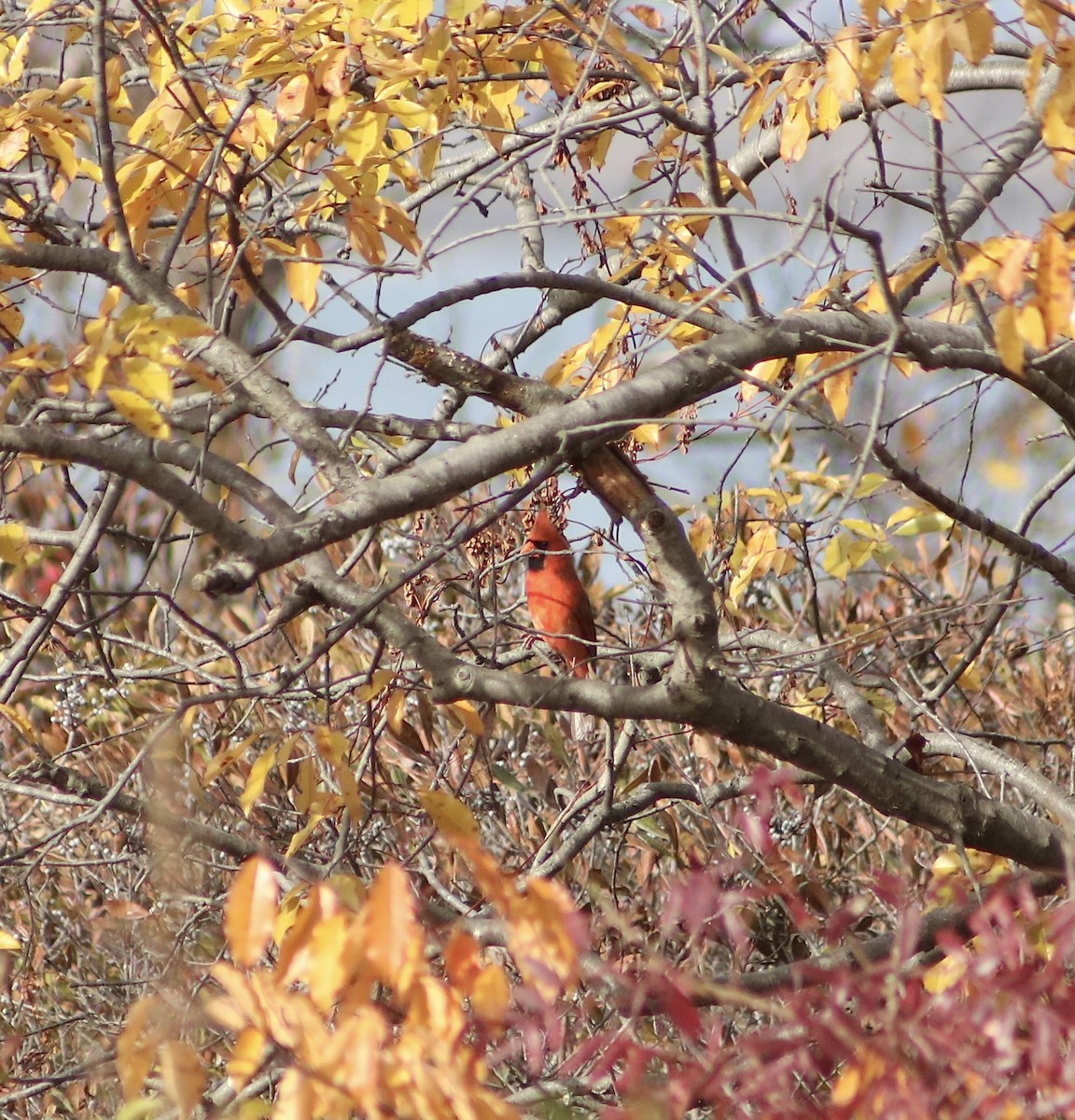 Cardinal rouge - ML611248604