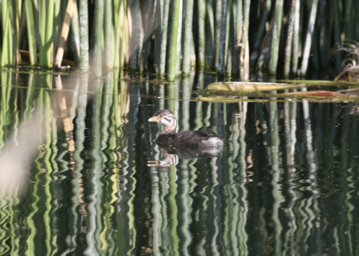 Pied-billed Grebe - ML611248672