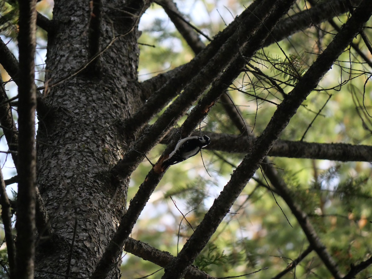 Downy Woodpecker - ML611248820