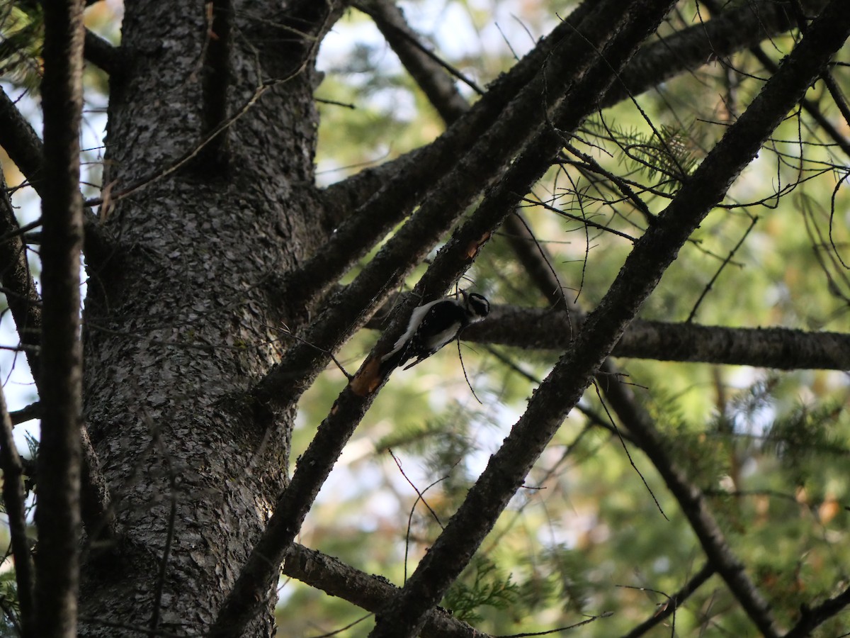 Downy Woodpecker - ML611248825