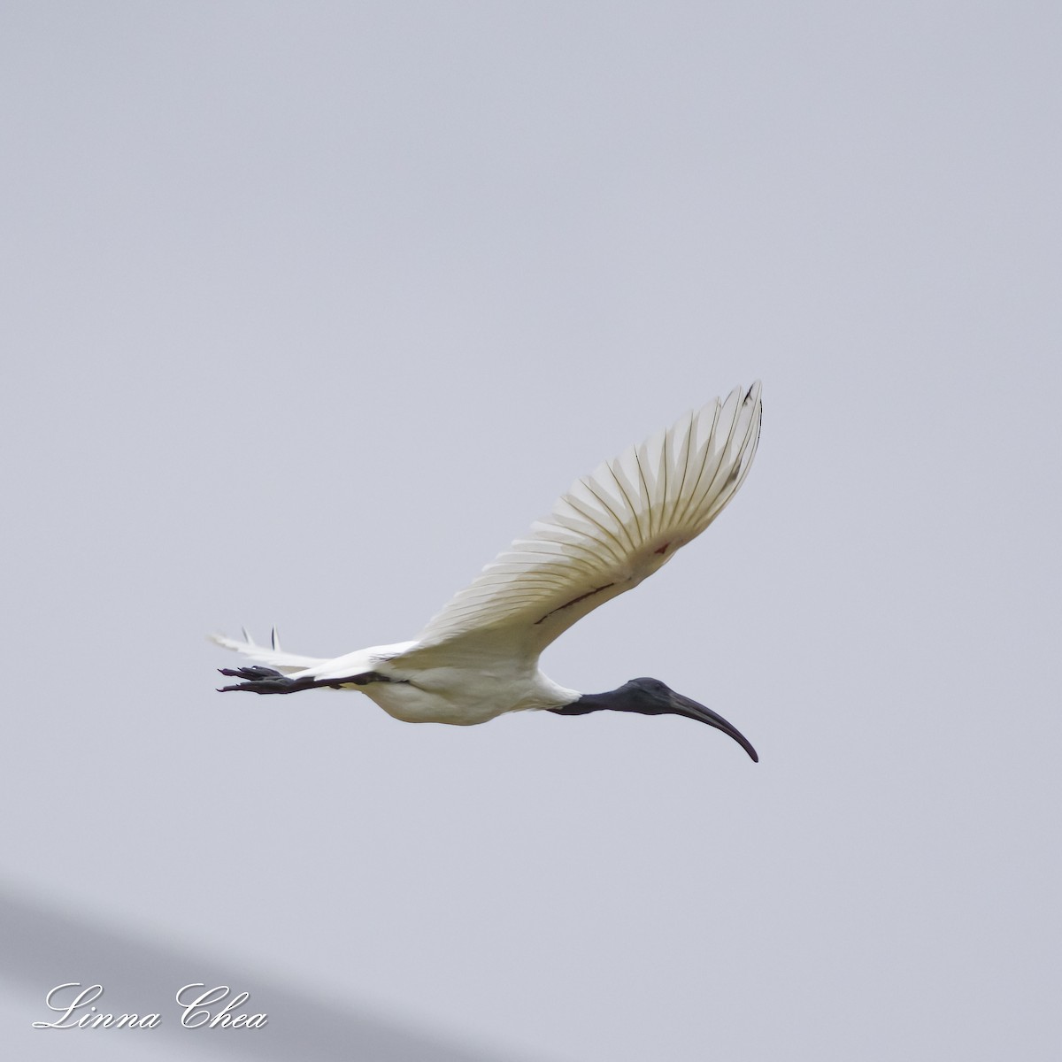 ibis černohlavý - ML611248826