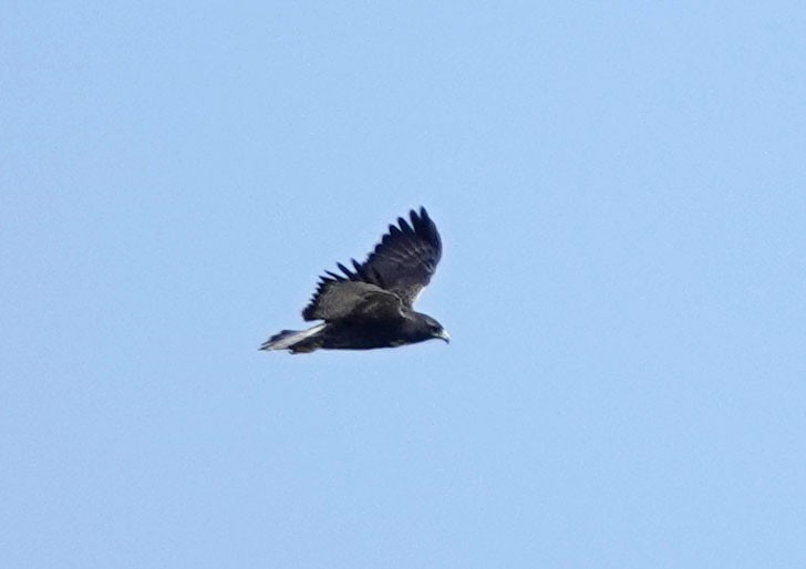 White-tailed Hawk - ML611248828