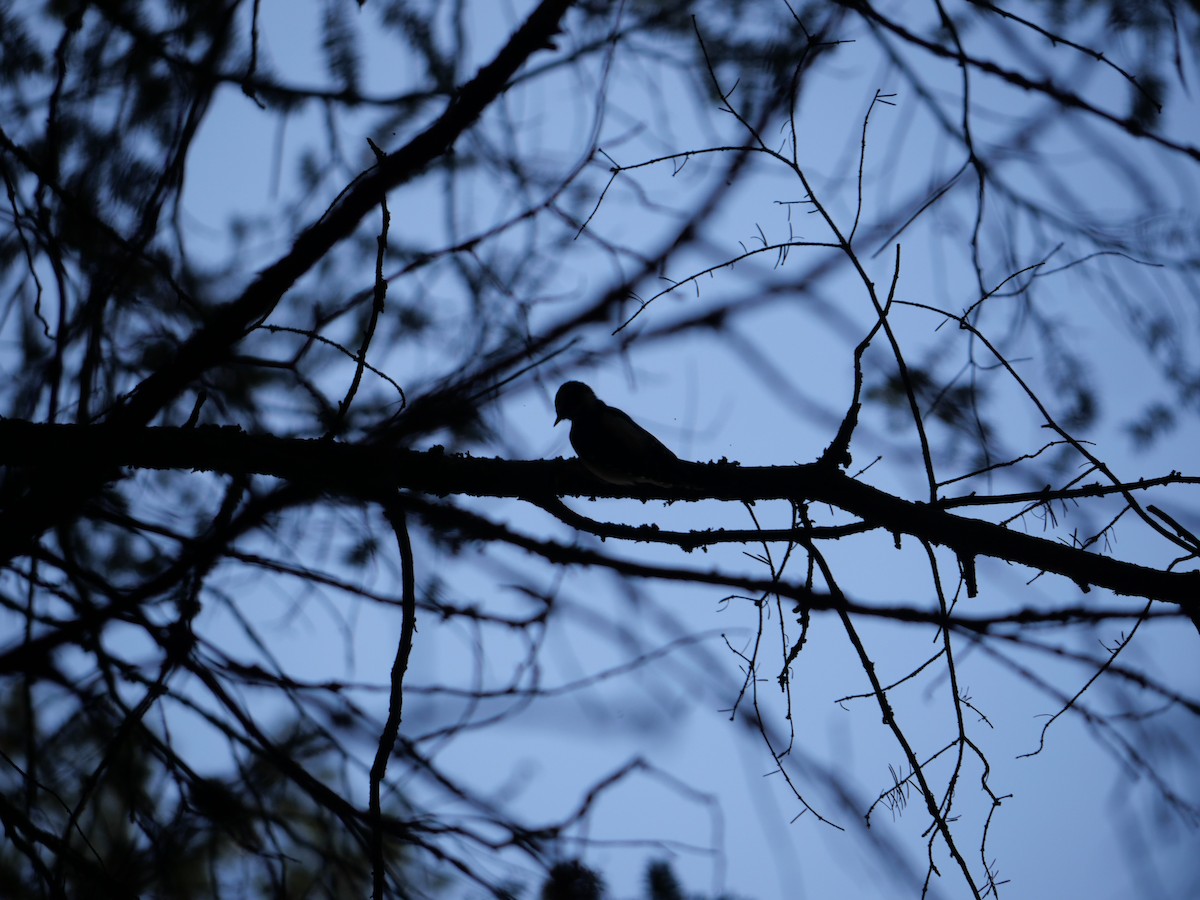 Downy Woodpecker - ML611248834