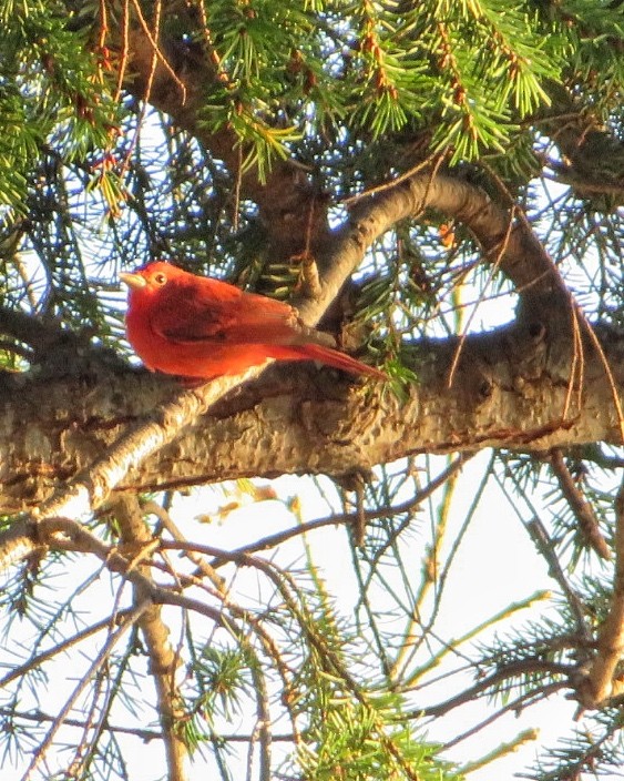 Summer Tanager - ML611248850