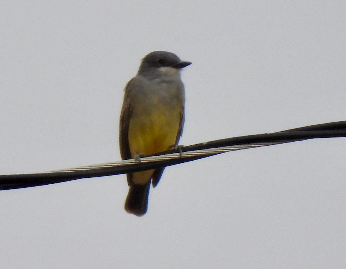 Cassin's Kingbird - ML611248988