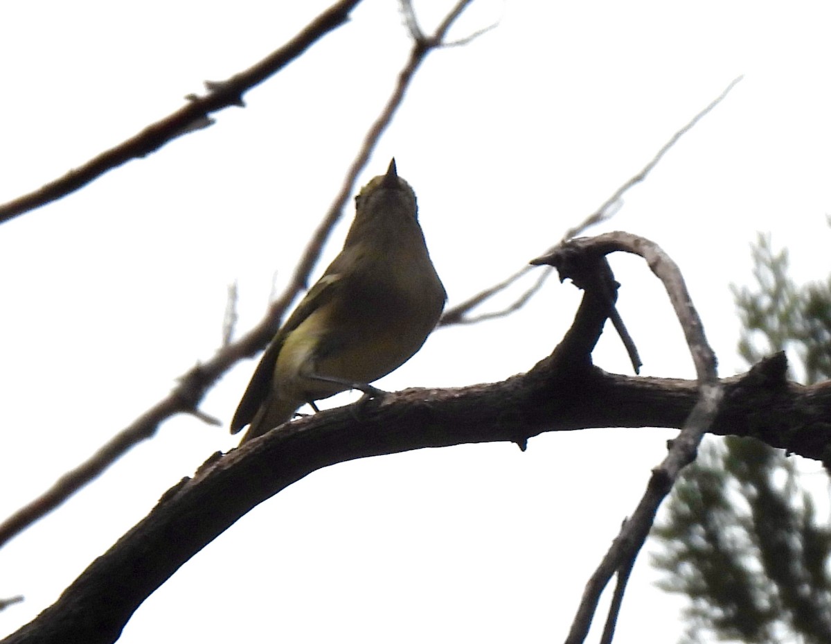 Hutton's Vireo - Lynne Harding