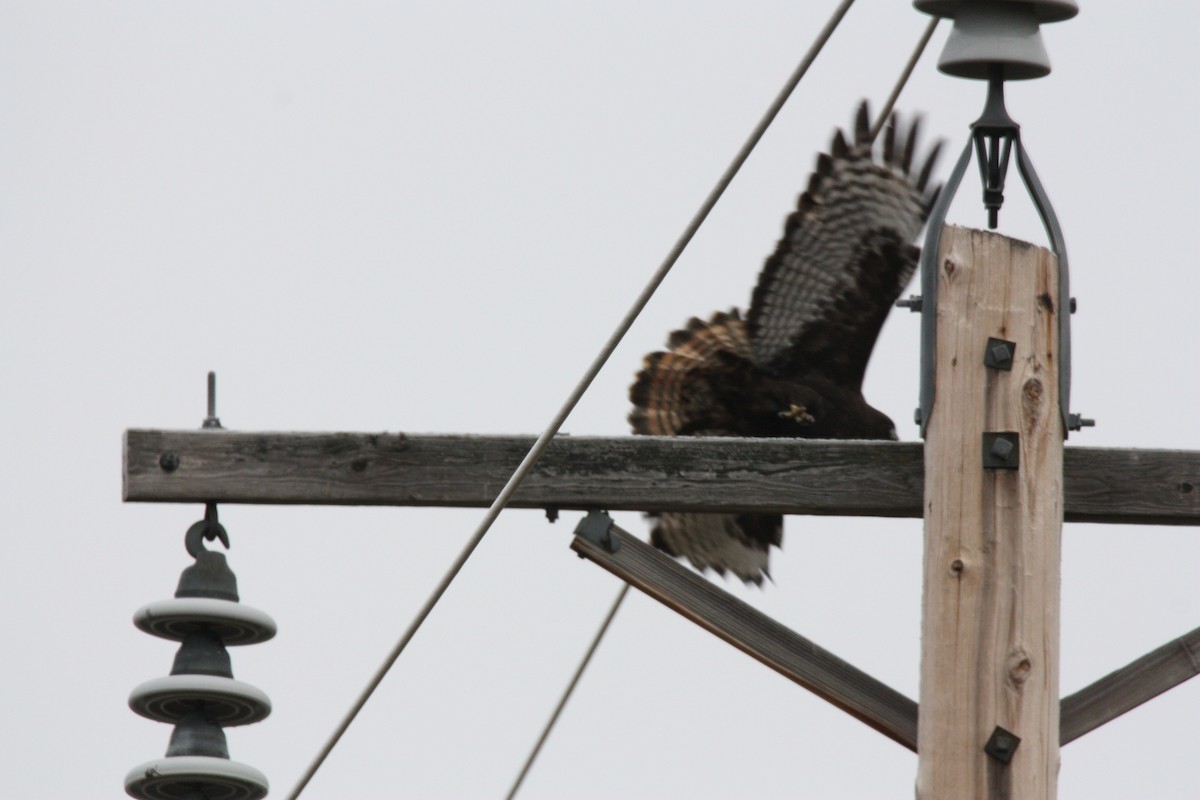 Red-tailed Hawk - ML611249008