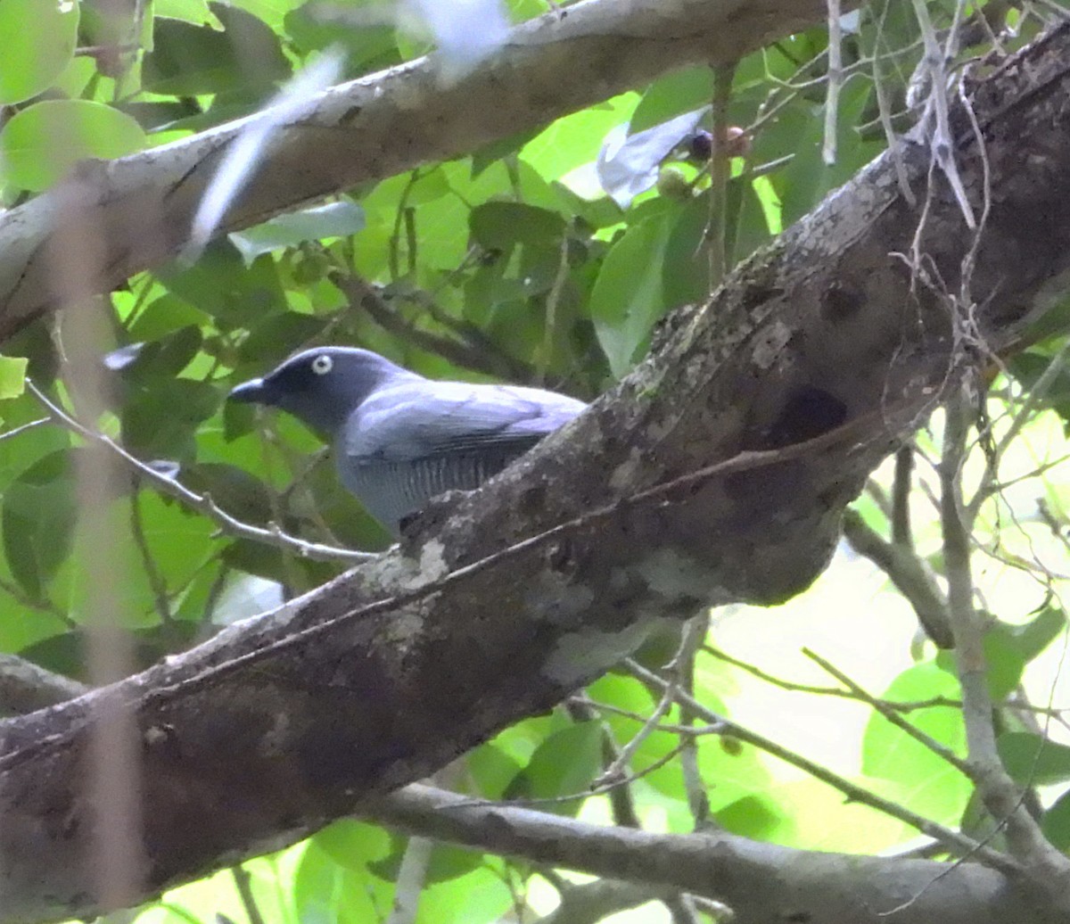 Barred Cuckooshrike - Gary Graves