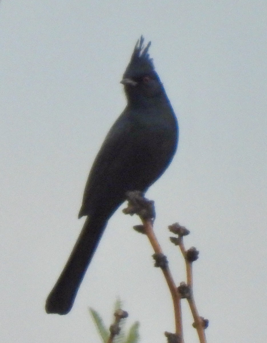 Phainopepla - ML611249017