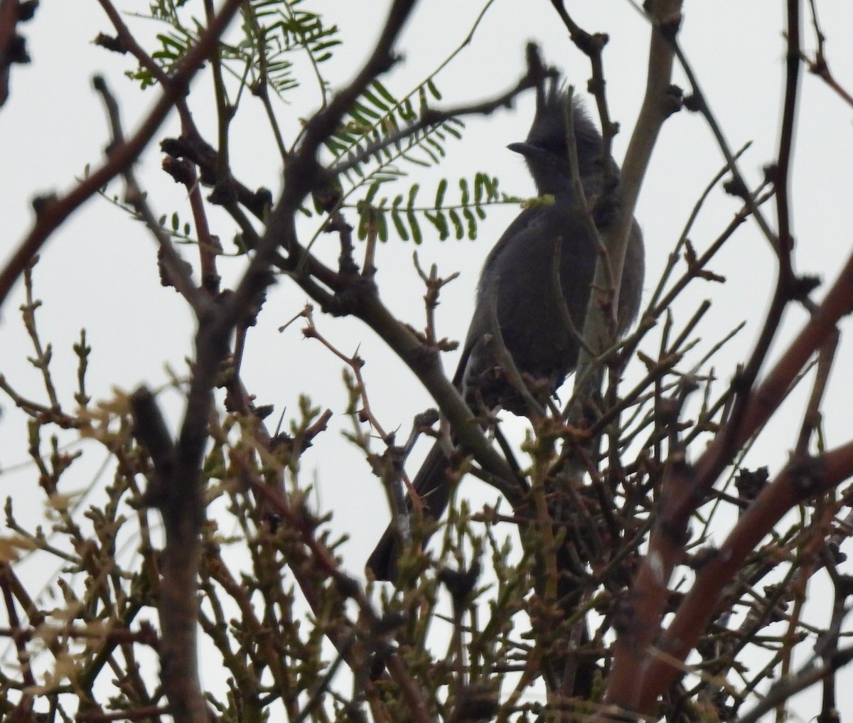 Phainopepla - Lynne Harding