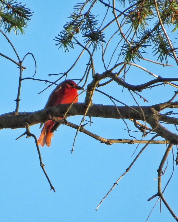 Summer Tanager - ML611249050