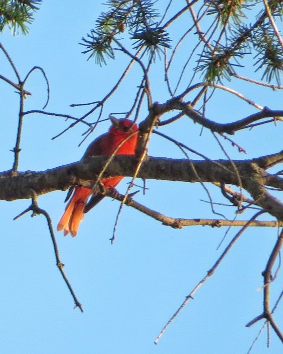 Summer Tanager - ML611249051