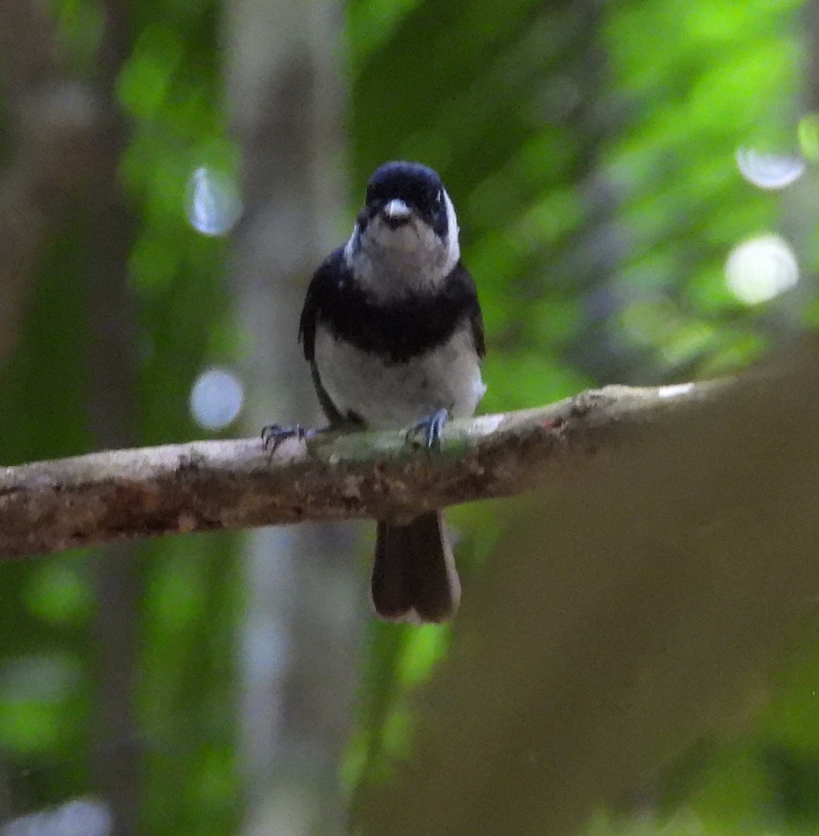 Pied Monarch - Gary Graves