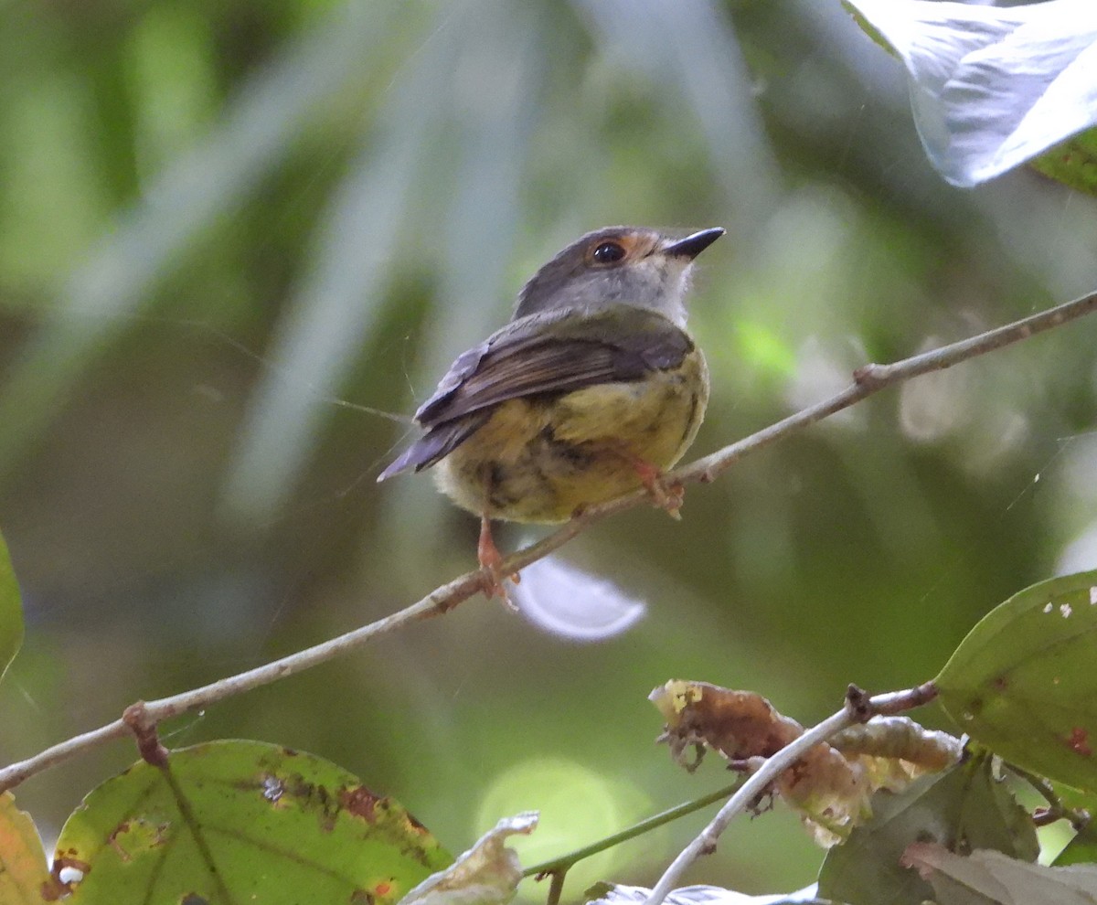 Pale-yellow Robin - ML611249150