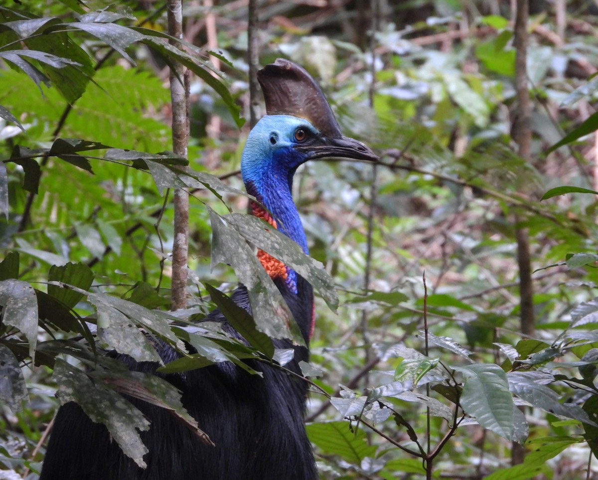 Southern Cassowary - ML611249168