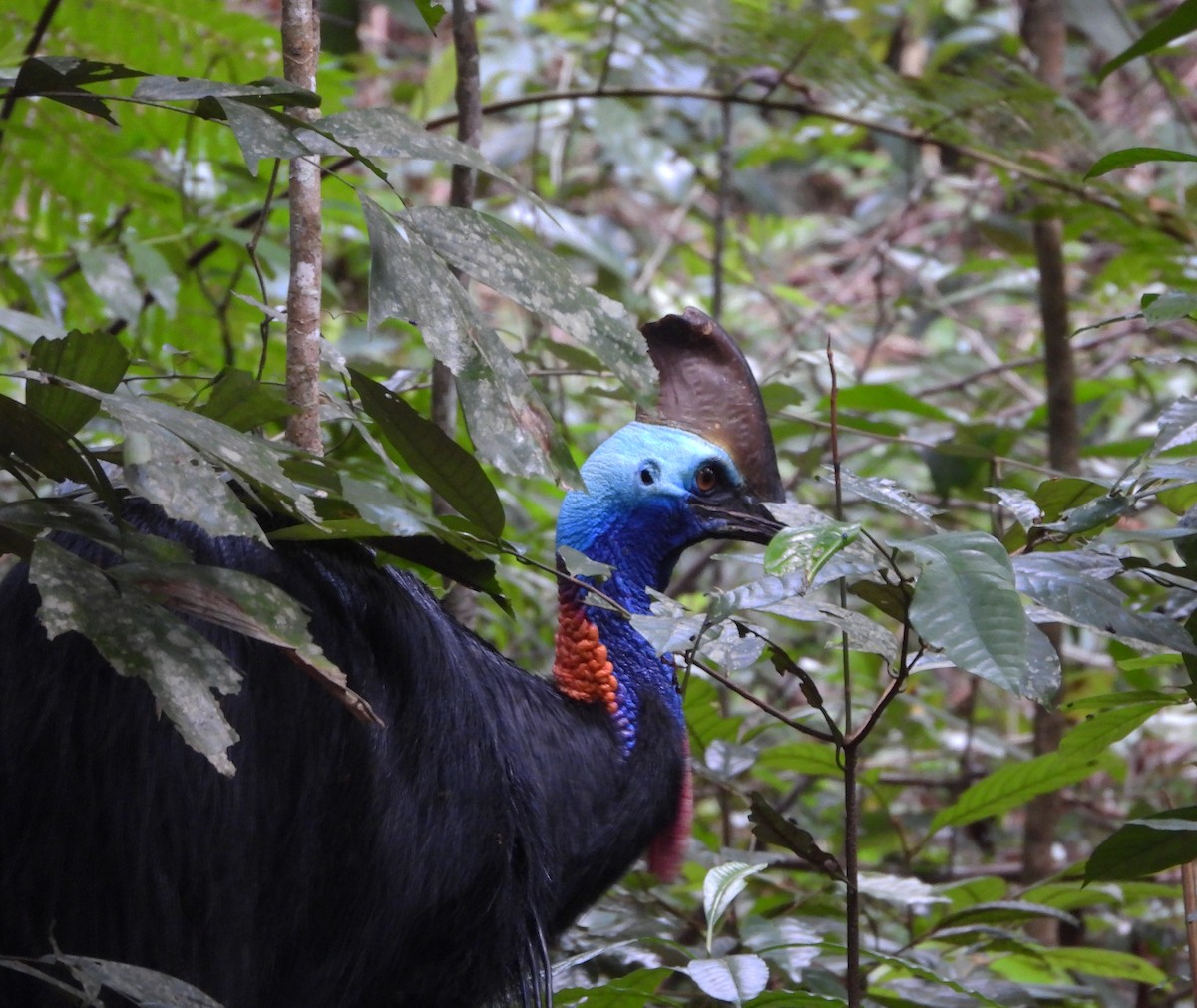 Southern Cassowary - ML611249169