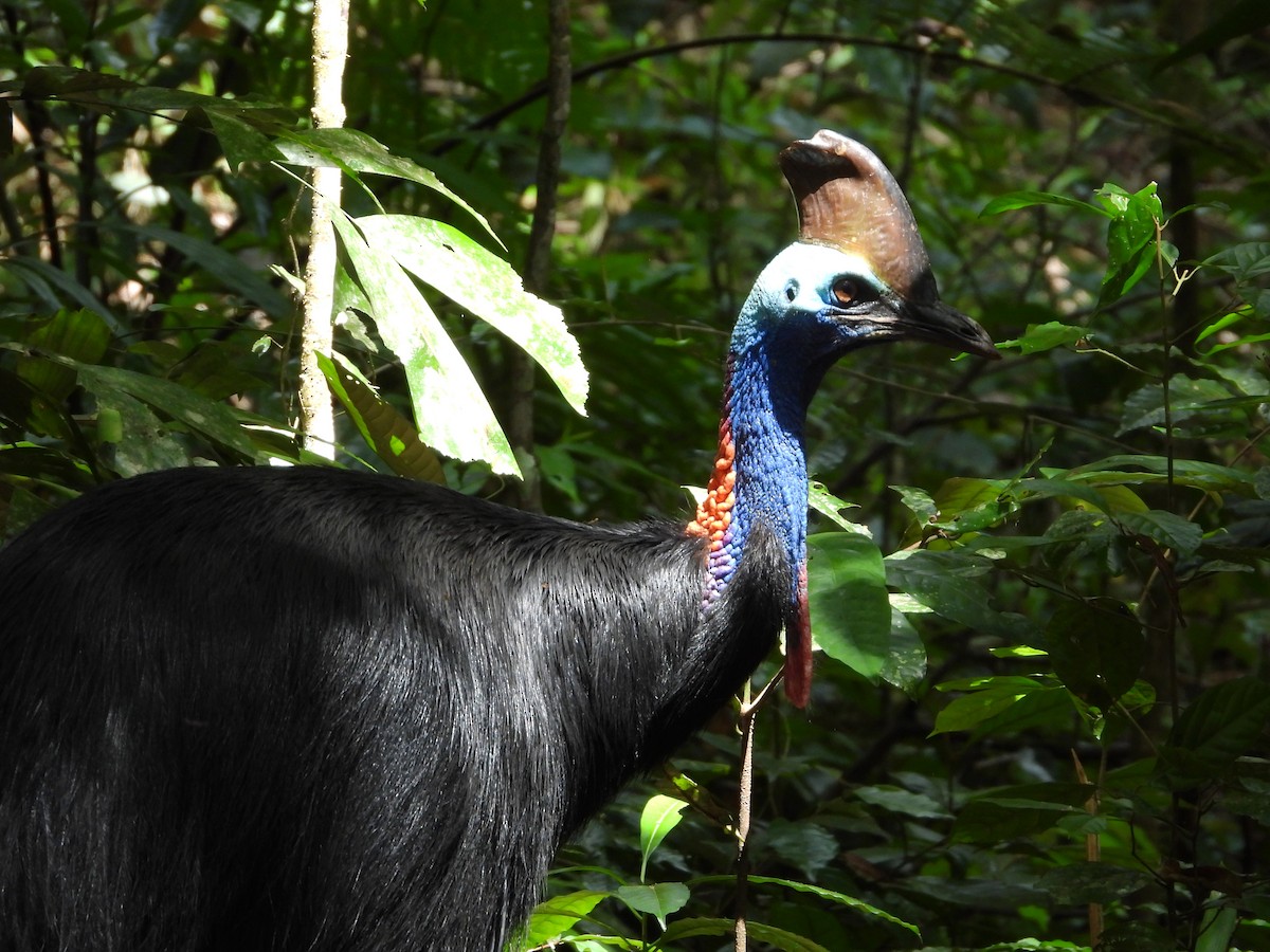 Southern Cassowary - Gary Graves