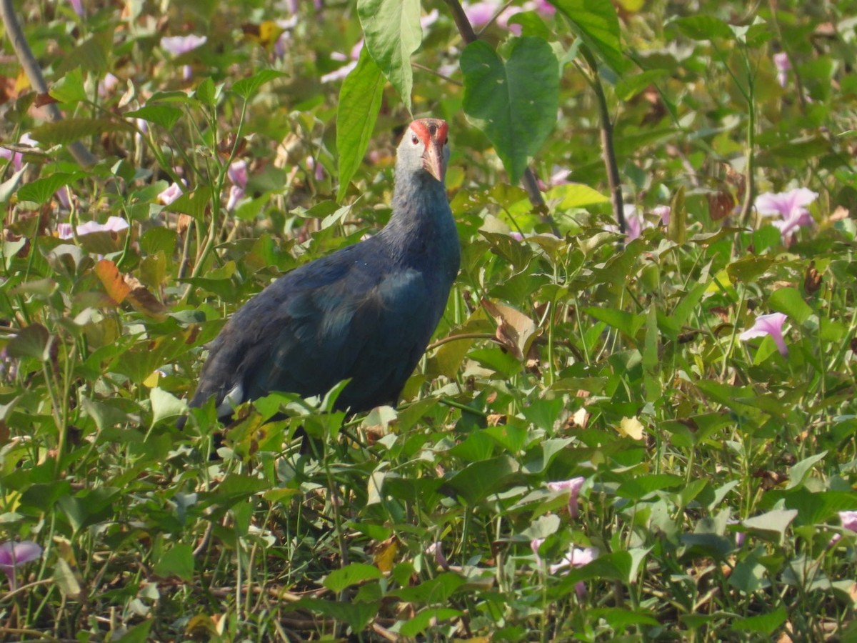 Gray-headed Swamphen - ML611249205