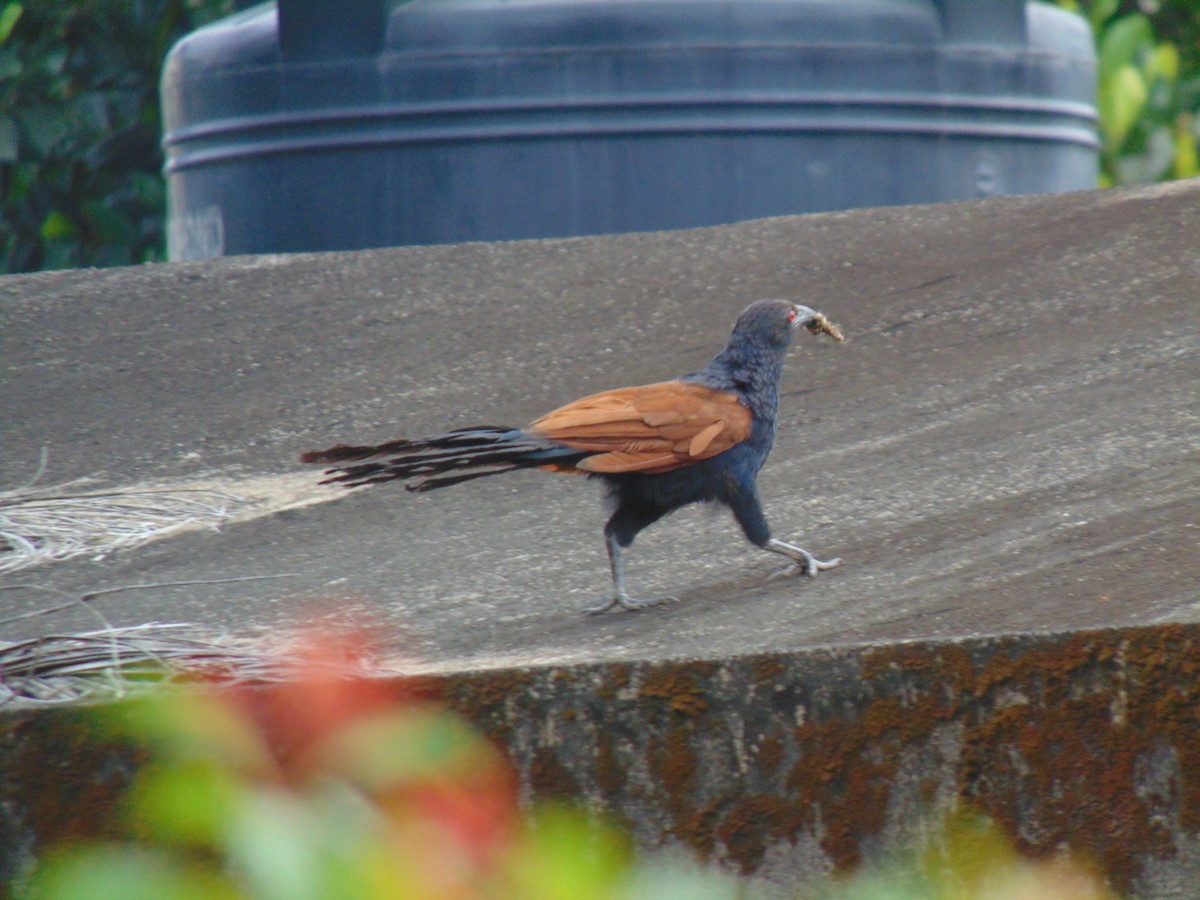 Greater Coucal - ML611249217