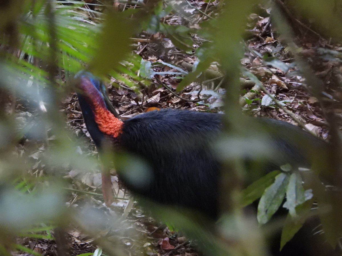 Southern Cassowary - Gary Graves