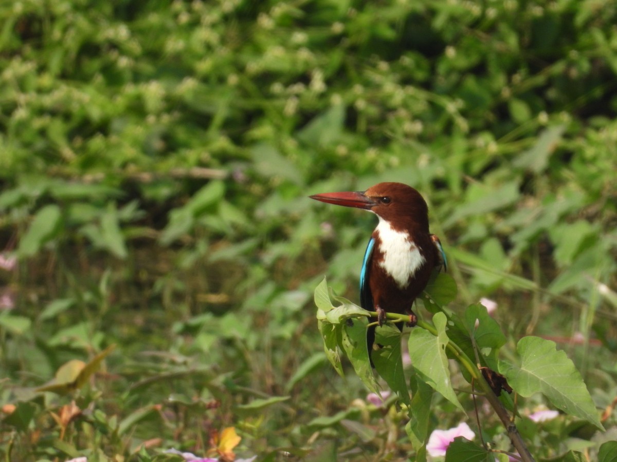 White-throated Kingfisher - ML611249259